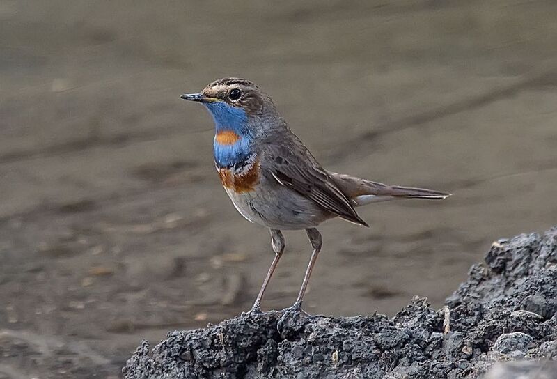 варакушка, кабардино-балкария Варакушка фото превью