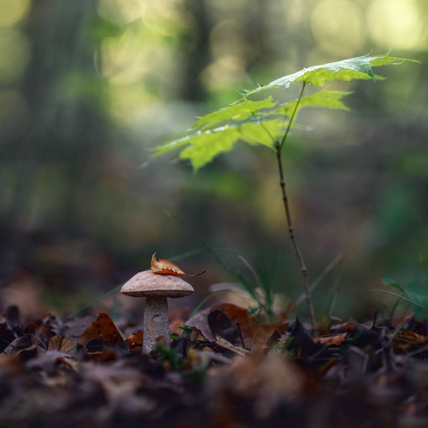 гриб, подберёзовик, лес, осень, клён, Ершова Юлия