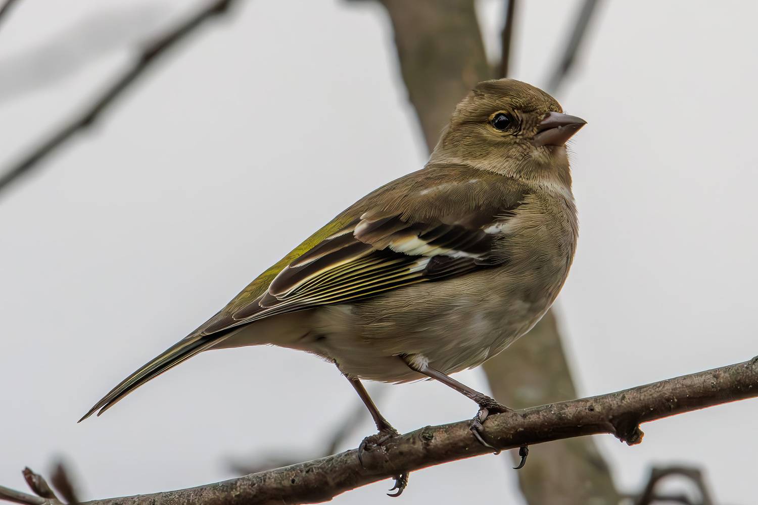 зяблик, зяблик самка, Морозов Сергей