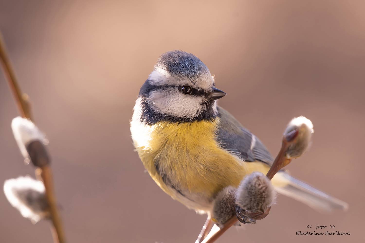 , Бурикова Екатерина