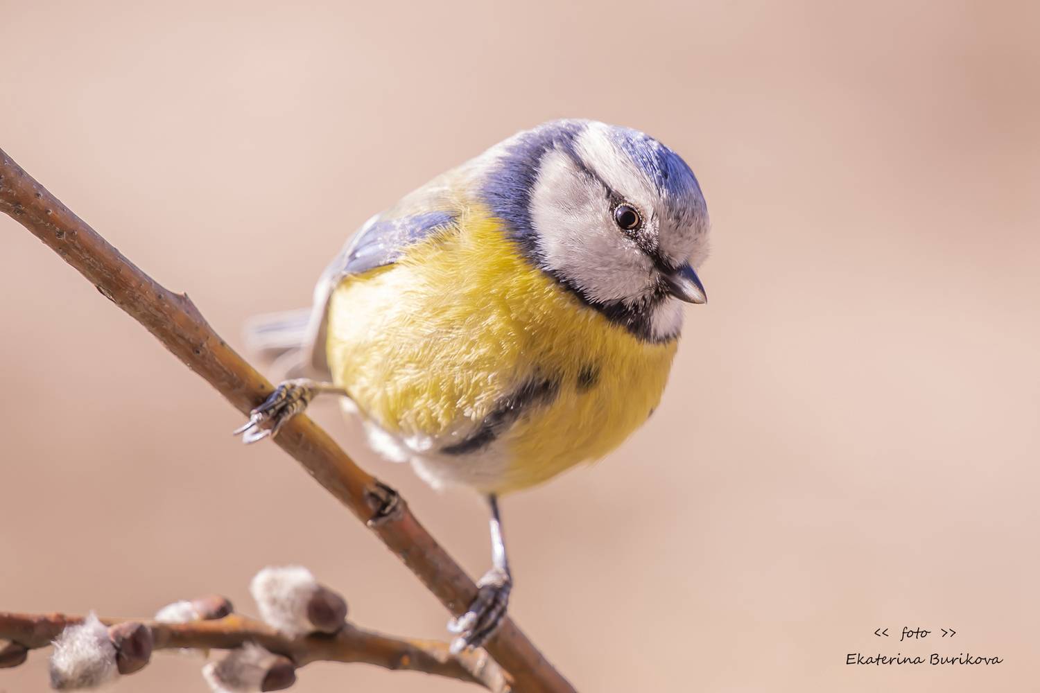 , Бурикова Екатерина