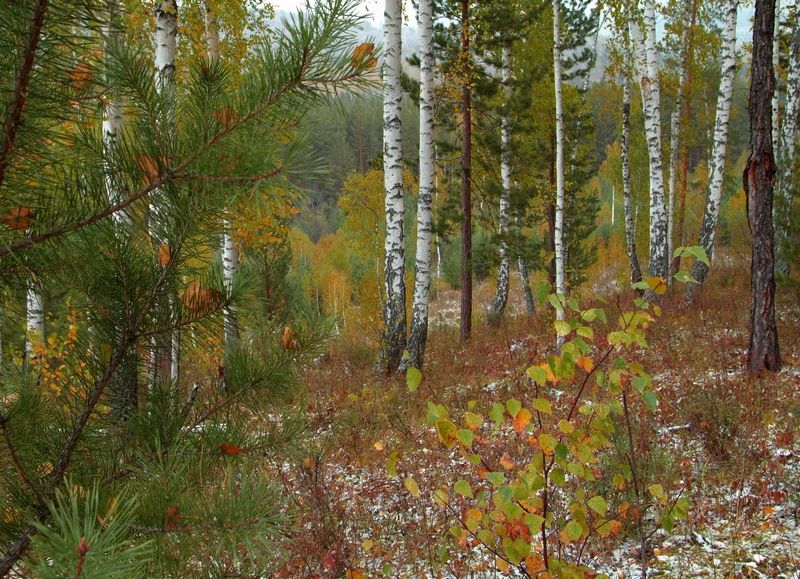 В осеннем лесу фото превью