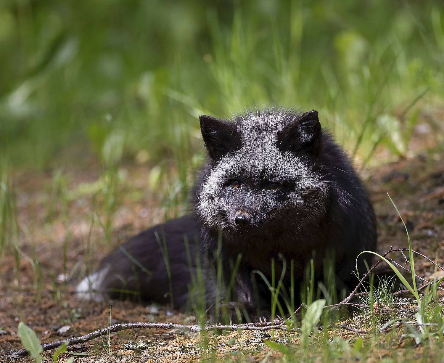 лиса, чернобурая, красотка, fox, beautiful, forest, nature, Стукалова Юлия