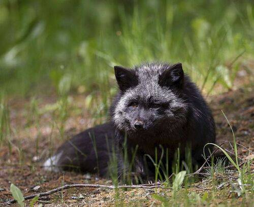 Чернобурая