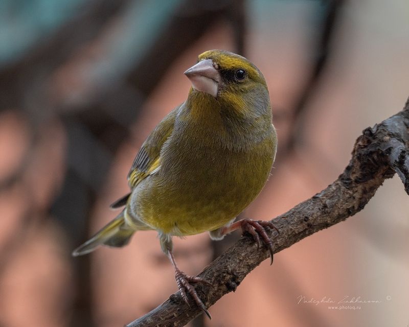Взгляд ♡ фото превью