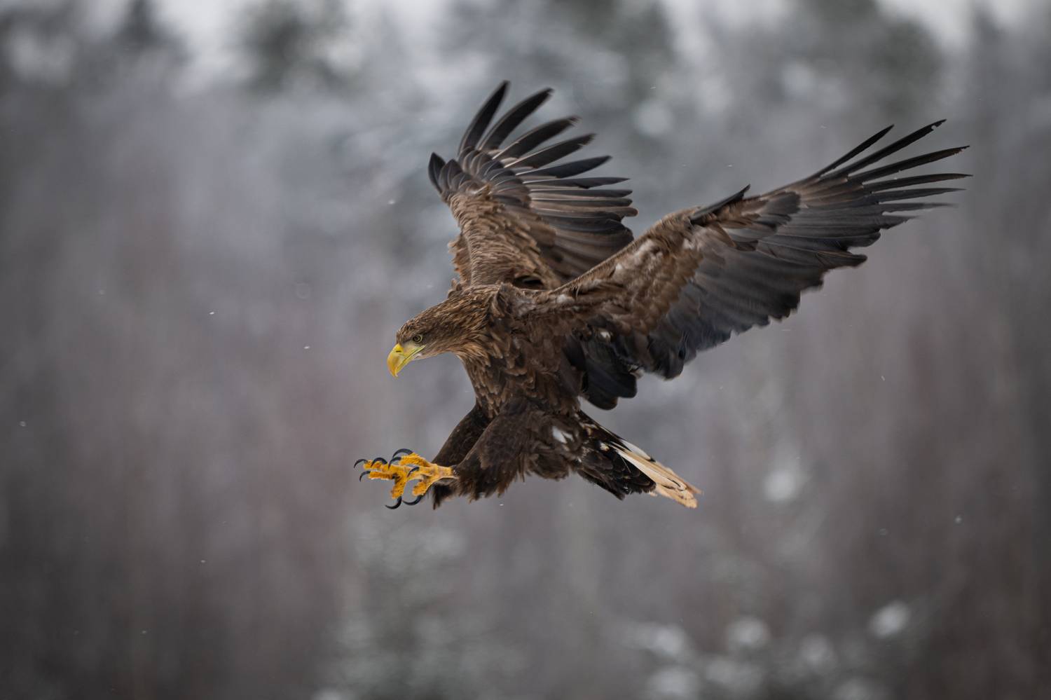 Орлан-белохвост, птица, хищник, полет, размах, крылья, перья, когти, Степанова Татьяна