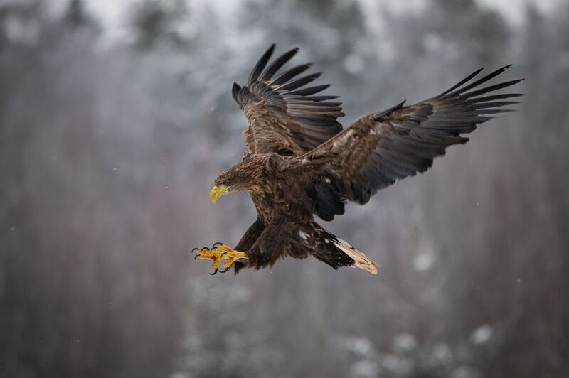 Орлан-белохвост, птица, хищник, полет, размах, крылья, перья, когти Шасси выпустил, к посадке готов фото превью