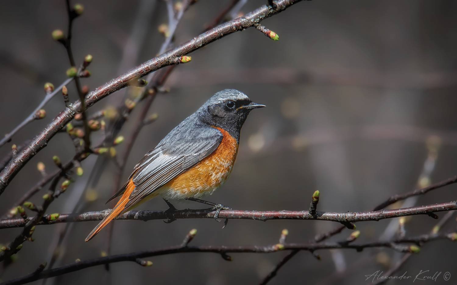 горихвостка, обыкновенная горихвостка, phoenicurus phoenicurus, Круль Александр