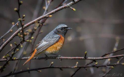 Весенняя горихвостка