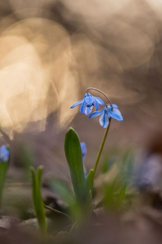 Вечерние пролески фото превью