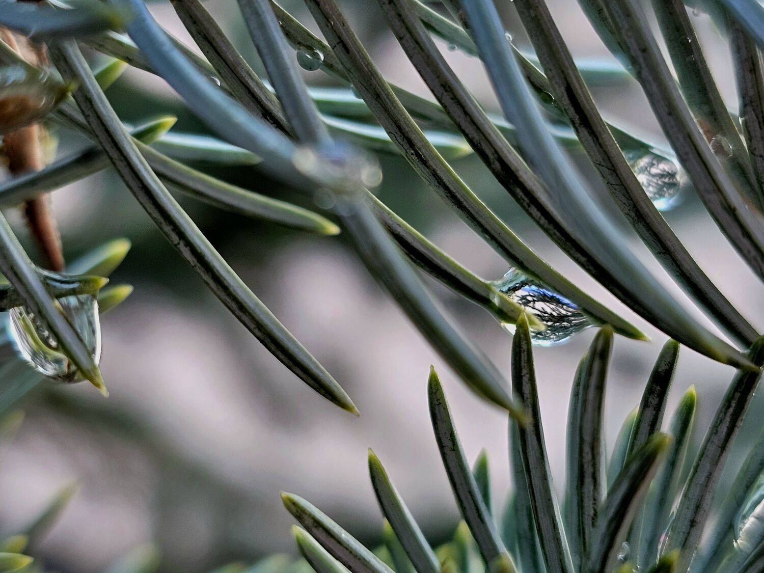 , Мария Яковлева