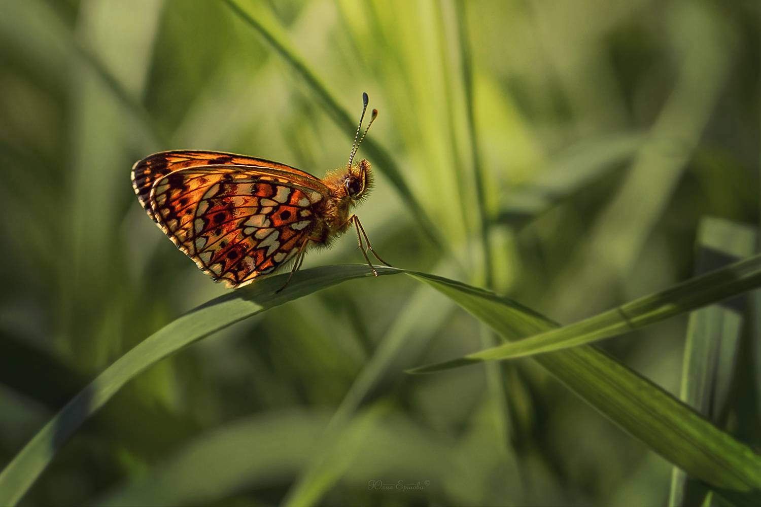 бабочка,перламутровка селена, макро, Ершова Юлия