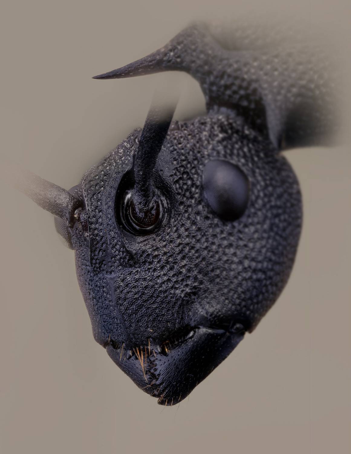 hymenoptera, camponotini, polyrhachis armata, skruzdėliukas, Kavaliauskas Eugenijus