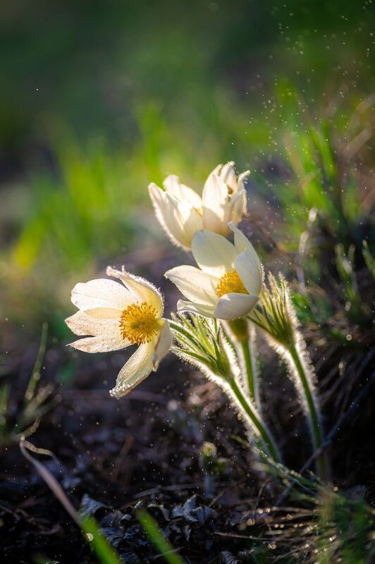 весна, цветы, Урал, первоцветы, сон_трава,  Сон-трава фото превью