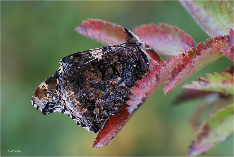 бабочка,адмирал,atalanta Адмирал фото превью