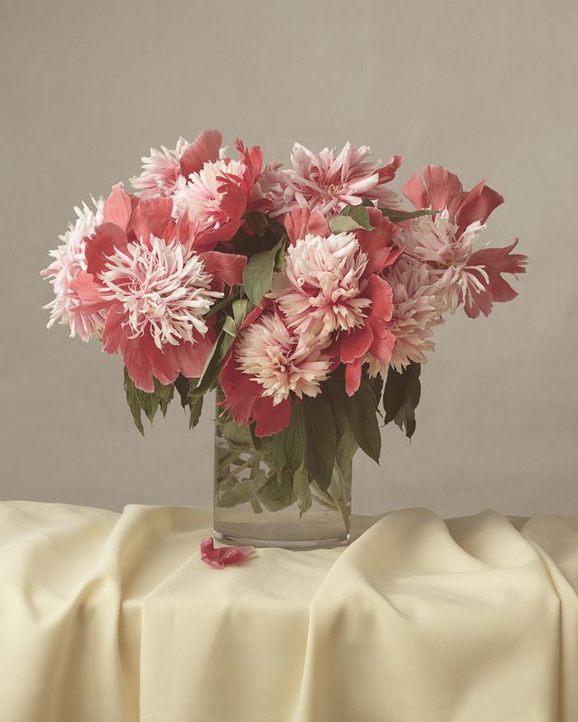 Пионы фото превью