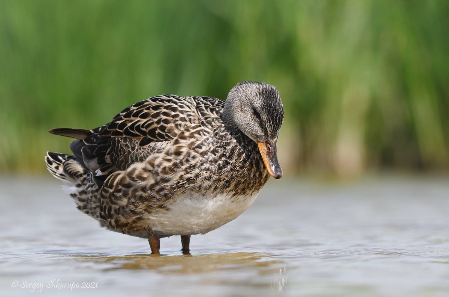 Серая утка, Сергей Шкарупо