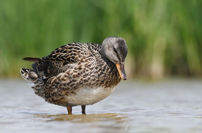 Серая утка Что же там в воде... фото превью