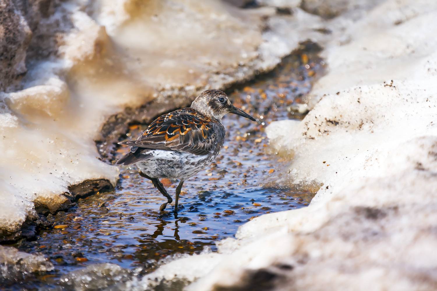 кулик, берингийский кулик, песочник, Уткин Дмитрий