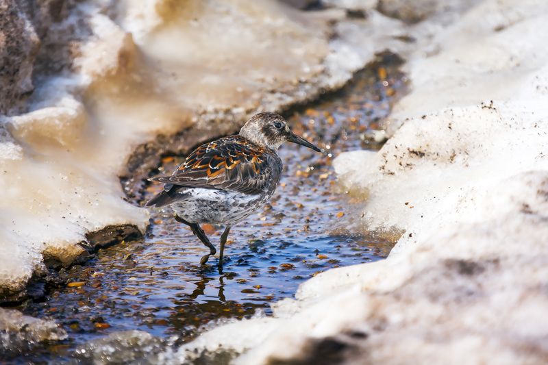 Весна фото превью