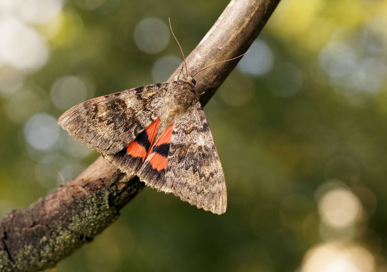 , Чепленко Алексей