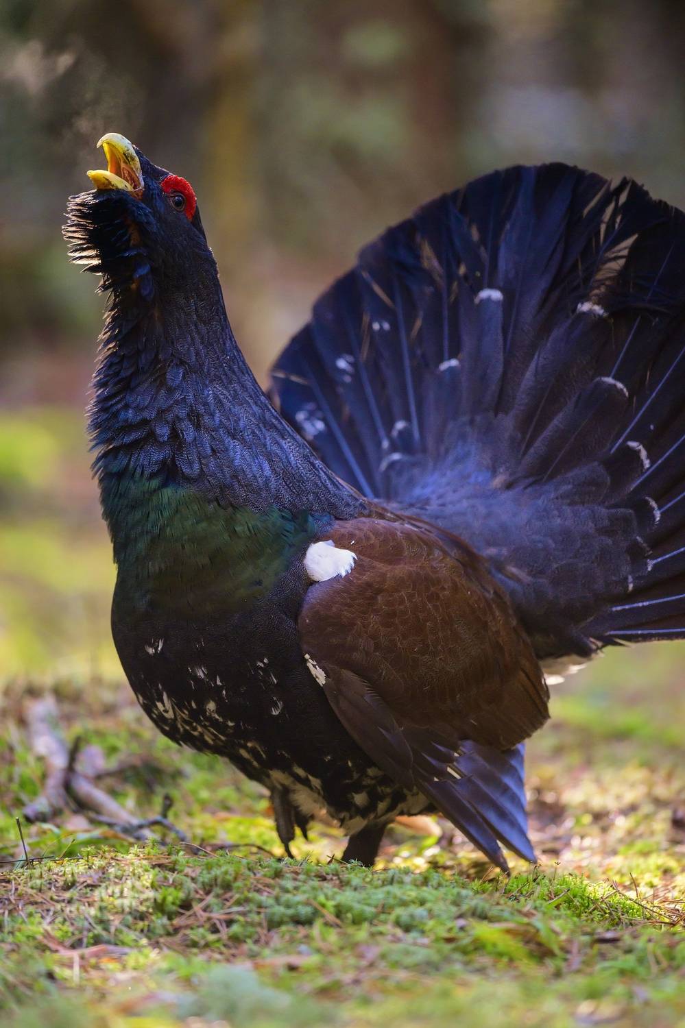 , Пупонин Сергей