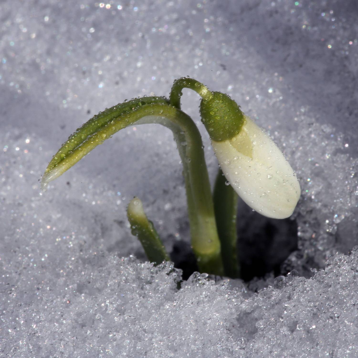 , Бибичков Михаил