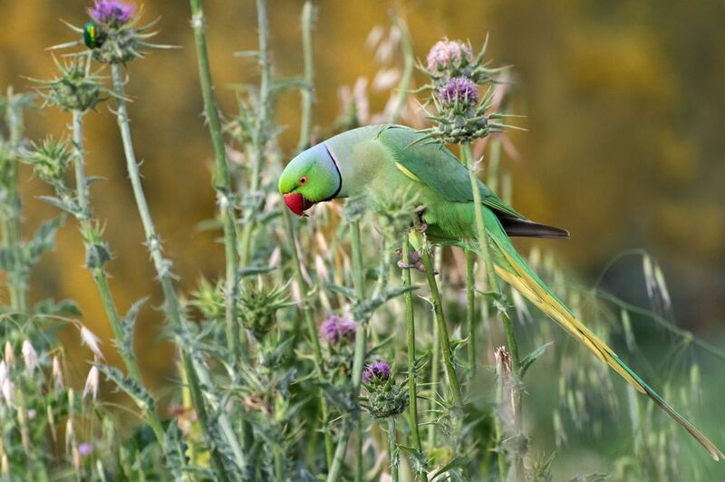 *Из жизни вольных попугаев фото превью