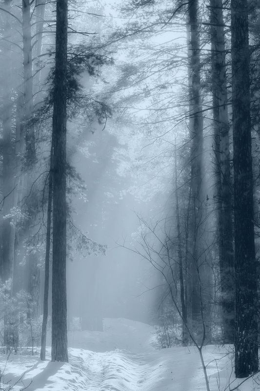 Сказочный лес фото превью