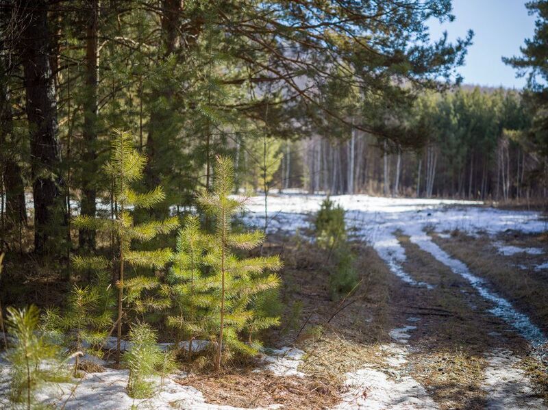 Фрагменты просыпающегося леса фото превью