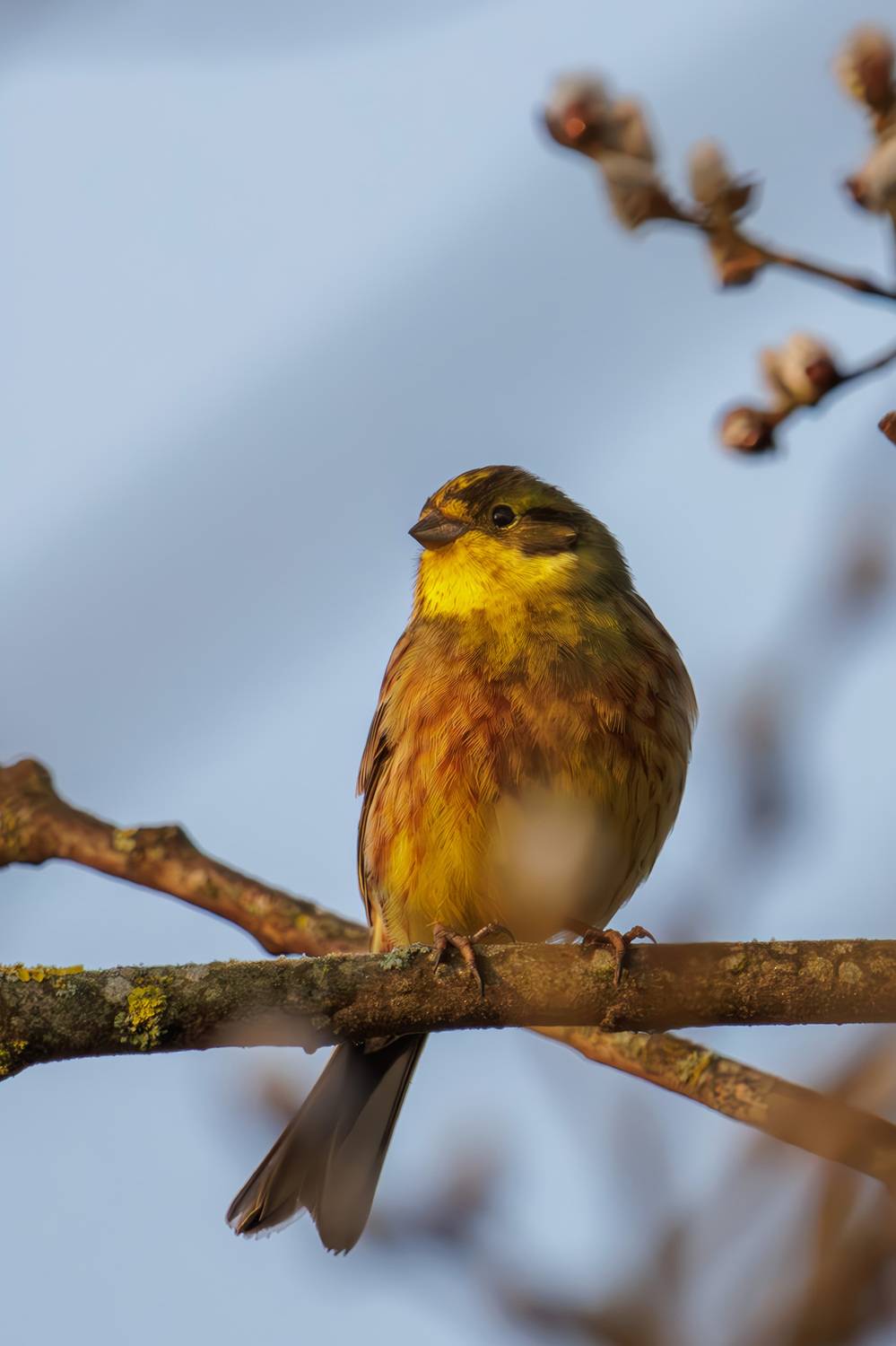 овсянка, овсянка птица, овсянка обыкнрвенная, Морозов Сергей