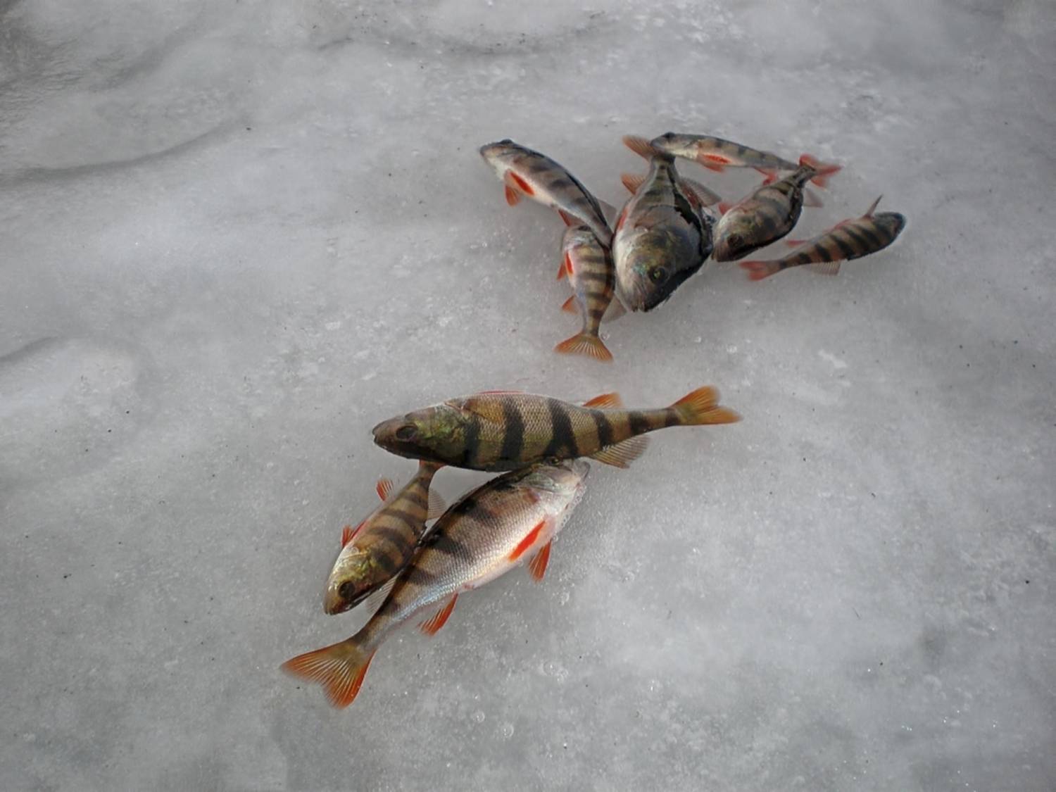 , Савоцкий Роман