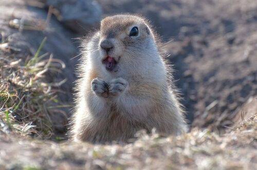 Губки бантиком