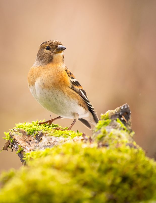 Chaffinch фото превью