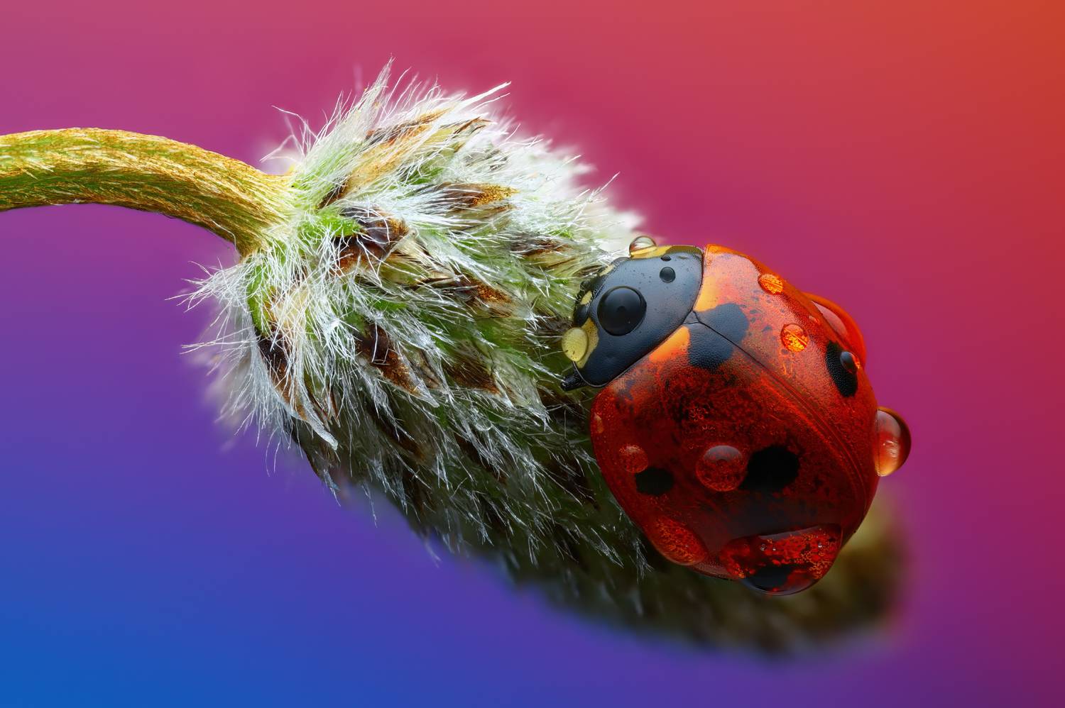 , Фруман Евгений