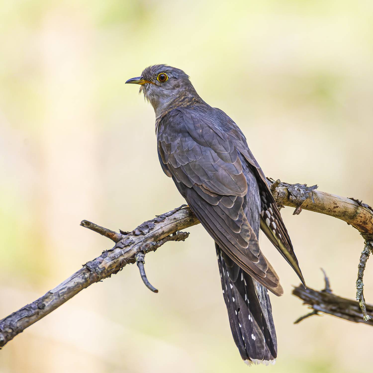 кукушка, Руслан Pl