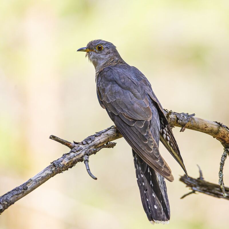 кукушка  фото превью