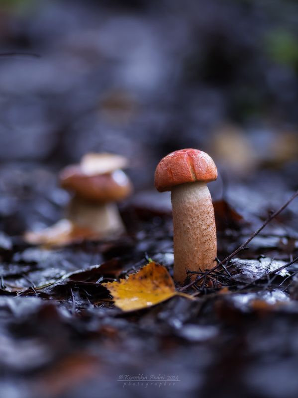 ... урожайный 2024... фото превью