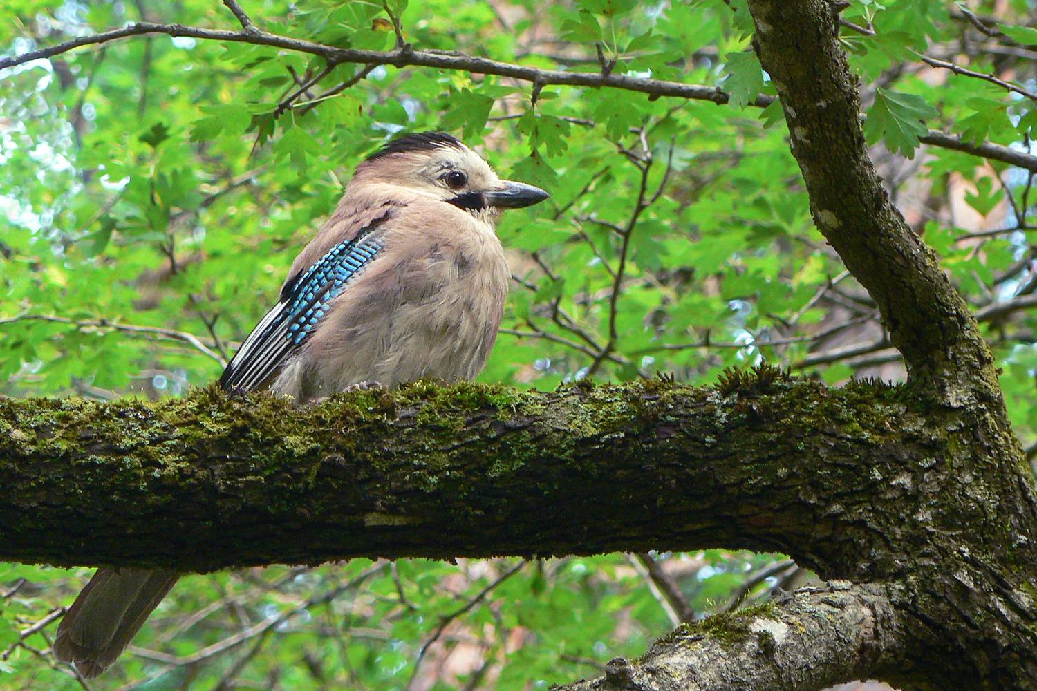 сойка, обыкновенная сойка, кареза, garrulus glandarius, КарОл