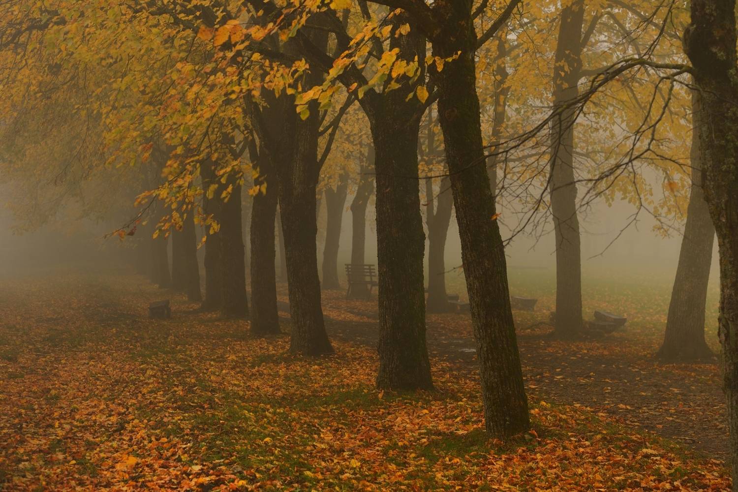 осень листва утро туман, Александр Жарников