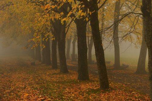 Осеннее утро