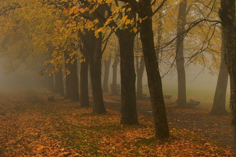 Осеннее утро фото превью