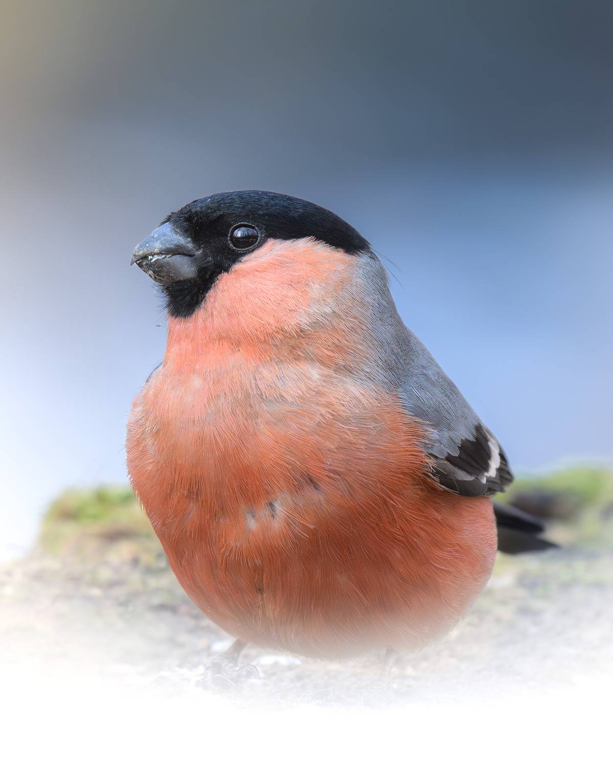 снегирь, птицы, Москва, лес, природа, весна, Михаил Ездаков