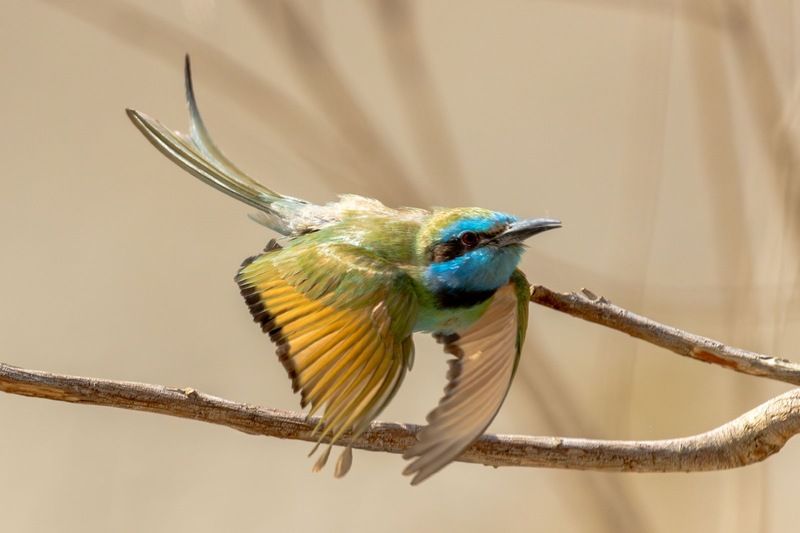 Пчёлоед фото превью