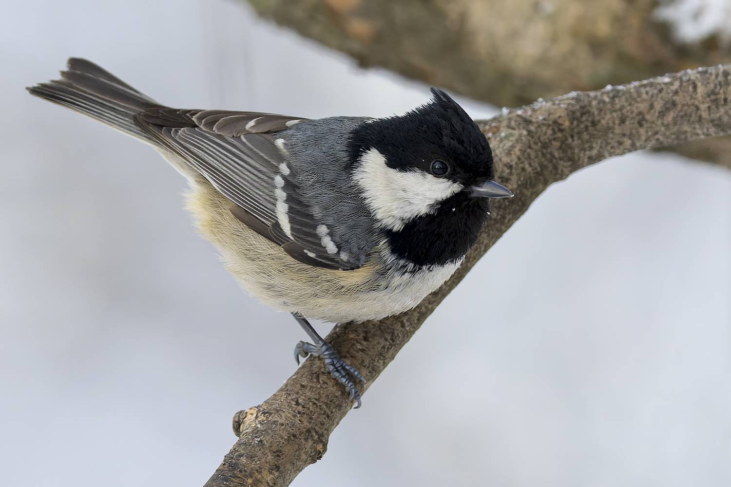 московка, синица, птицы, чёрная синица, синица-московка, моховка, Руслан Pl