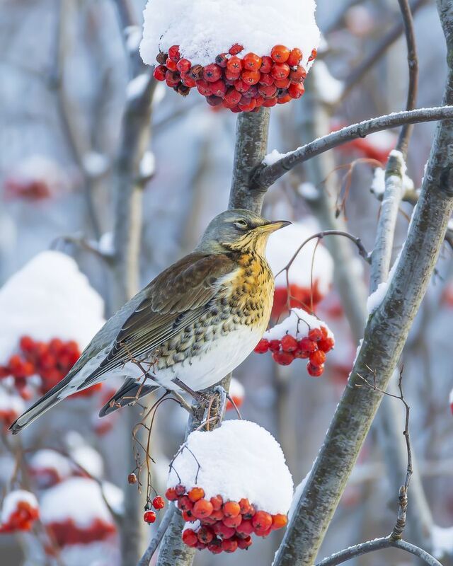рябинник Рябинник фото превью