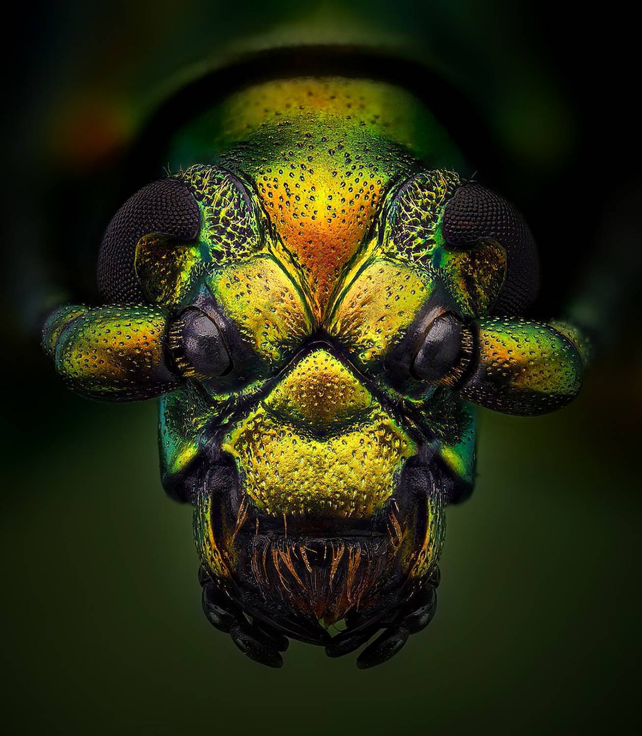 chrysomelidae, sagra femoralis, жук листоед, Kavaliauskas Eugenijus