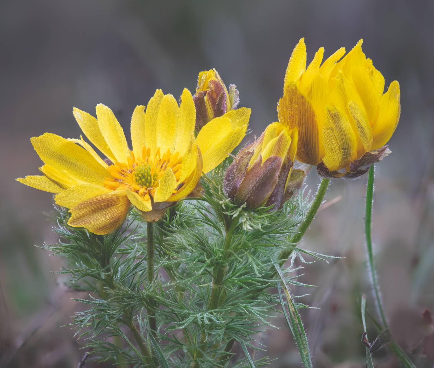 , Виктор Лебедь