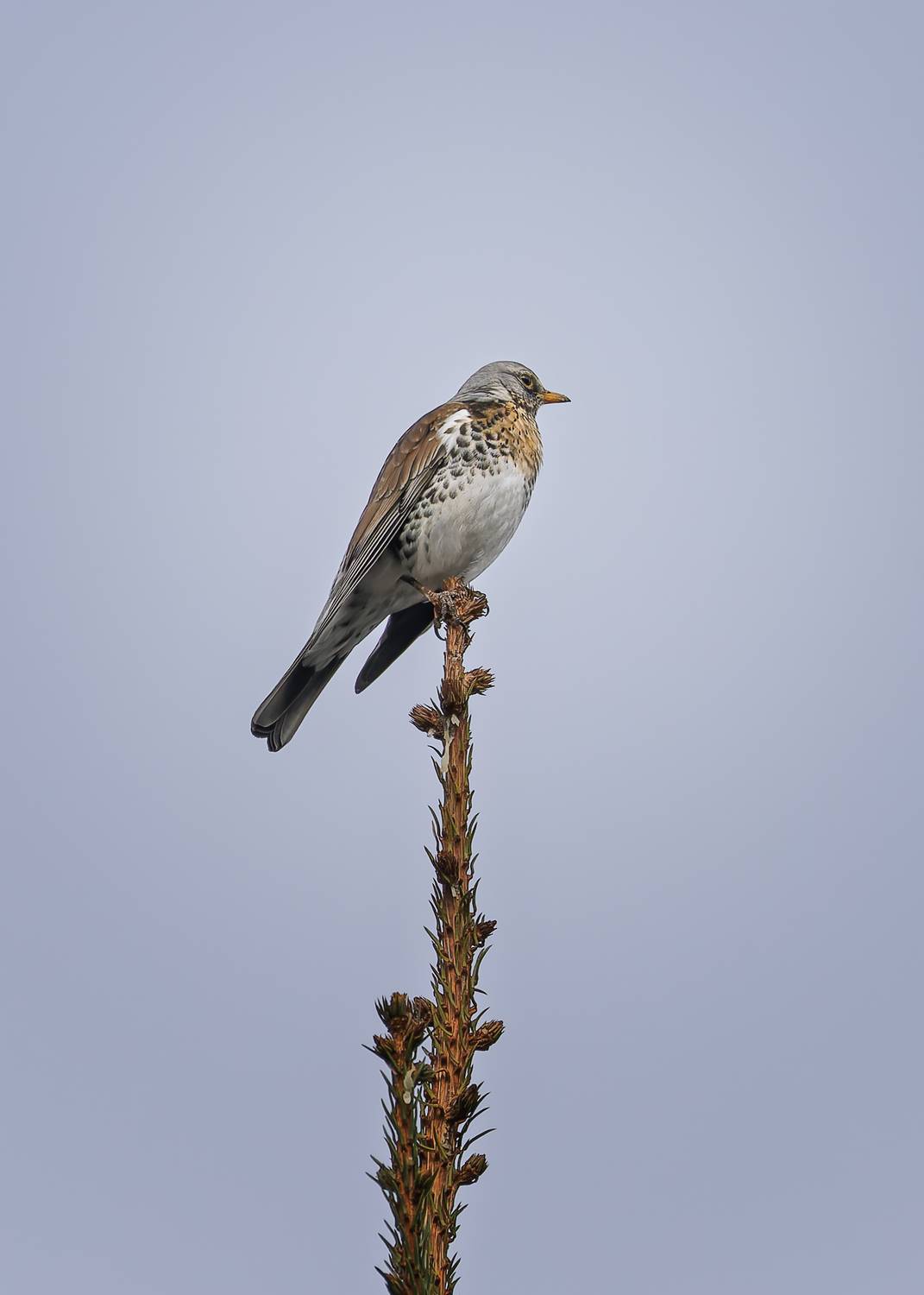 , Загруев Михаил