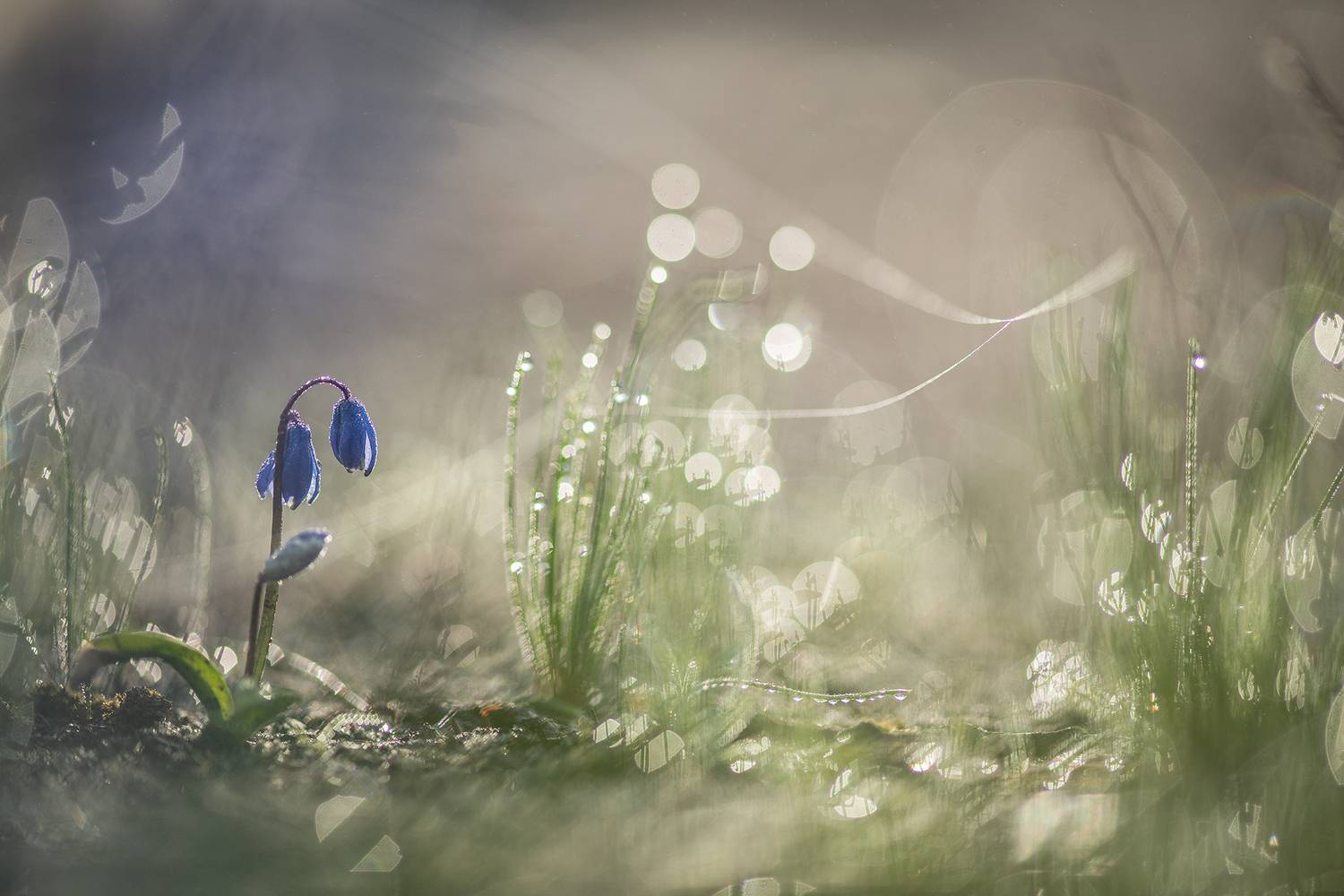 пролеска, первоцвет, весна, свет, цвет, россия, воронеж, геннадий мещеряков, nikon d 850, carl zeiss makro-planar t* 100mm f/2 zf.2, Мещеряков Геннадий